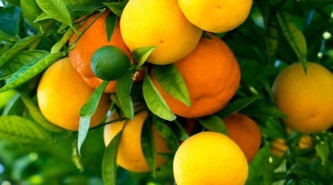  ماذا تعرف عن فيتامين الجمال 