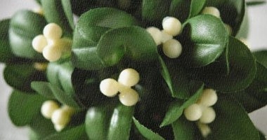 تقريرأمريكى: نبات الدبق الطفيلى قد يساعد فى القضاء على البدانة (تحديث)  