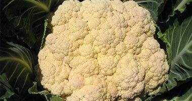 موقع هيلث الطبى: أوراق وسيقان القرنبيط والبروكلى تحمى من السرطان