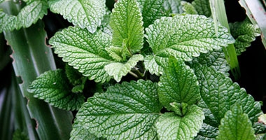 5 فوائد للنعناع الأخضر الطازج أهمها تسكين الألم