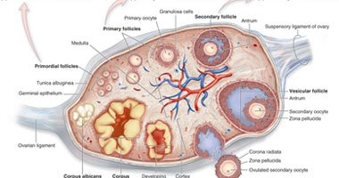 للنساء.. اختبار جديد لتشخيص سرطان المبيض بدقة 80% 
