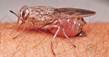 الخرطوم تستضيف مؤتمرا علميا أفريقيا لمكافحة "ذبابة التسى تسى"