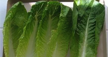 بحث أمريكى: استخدام أوراق الخس فى إنتاج مصل مضاد لفيروس "إيبولا"  