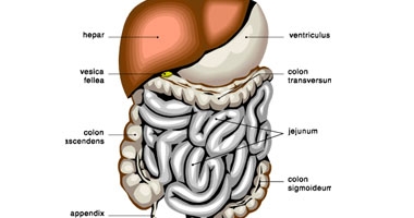 أسباب انتقال فيروس "B" من شخص لآخر وطرق الوقاية منه  
