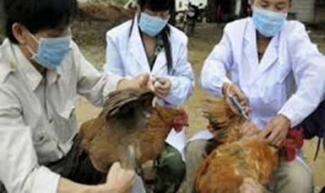  ظهور أول بؤرة إنفلونزا الطيور بالمنوفية  اقرأ المقال الاصلى فى المصريون 