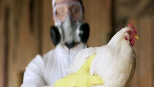 وفاة جديدة بـ"أنفلونزا الطيور" ترفع الضحايا إلى 10 خلال 2014
