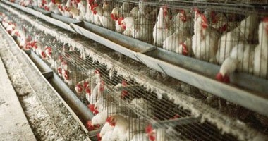 إعدام 2000 طائر مصاب بأنفلونزا الطيور جنوب محافظة الأقصر 