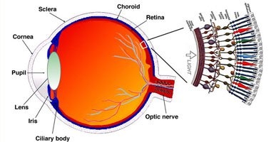 انعقاد المؤتمر السنوى الدولى للجمعية المصرية للشبكية والجسم الزجاجى